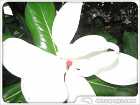Beautiful Magnolia Blossom